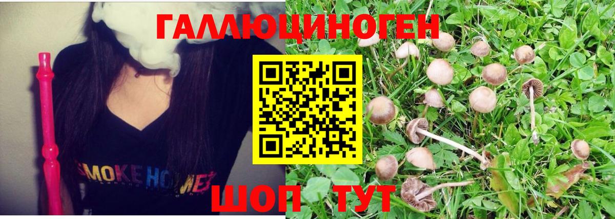 Галлюциногенные грибы Psilocybe Камышин