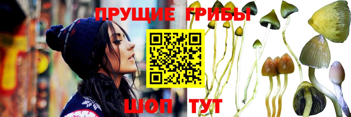 Камышин  Галлюциногенные грибы мицелий  Псилоцибиновые грибы Cubensis  Вход с VPN 